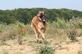 MALINOIS 247